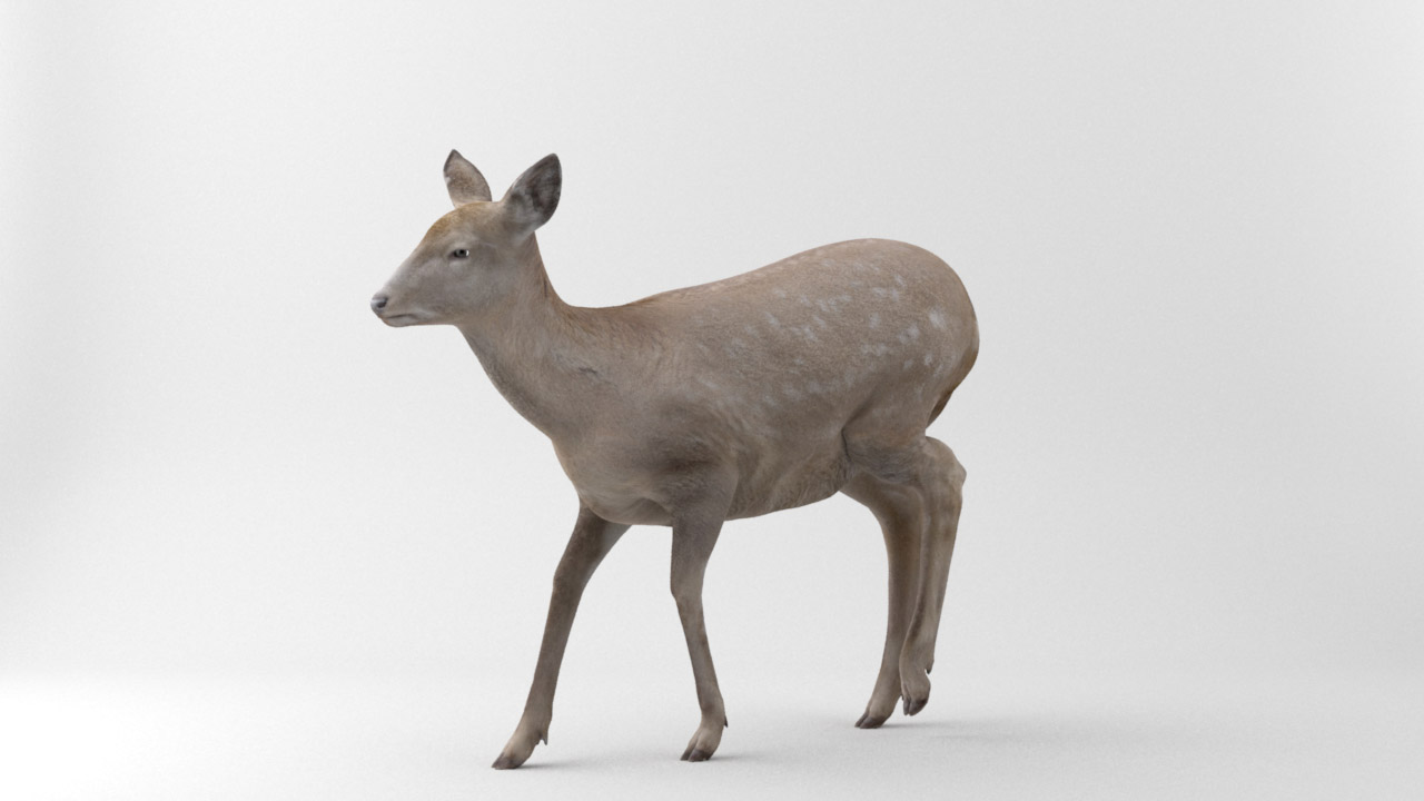 BachelorDeer06